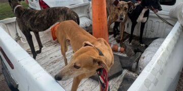 Los detuvieron cazando con galgos