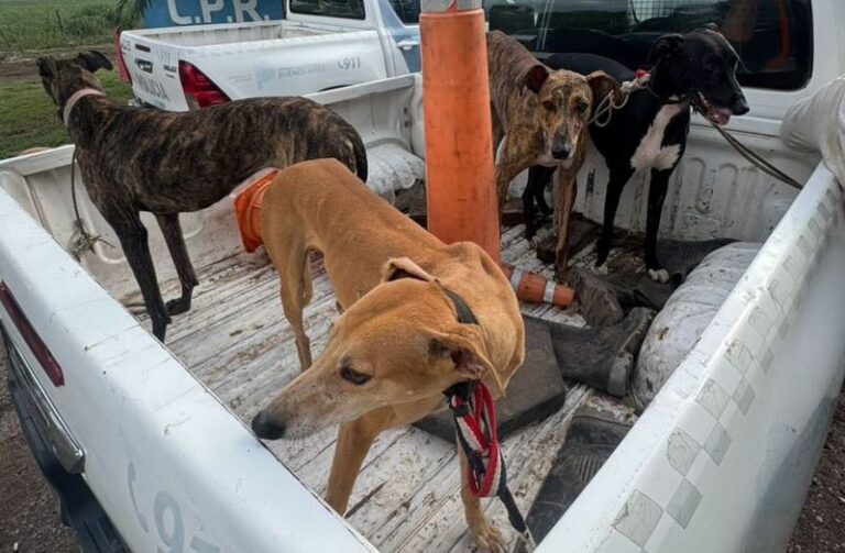 Los detuvieron cazando con galgos