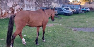 Secuestraron una yegua “temeraria y alocada”