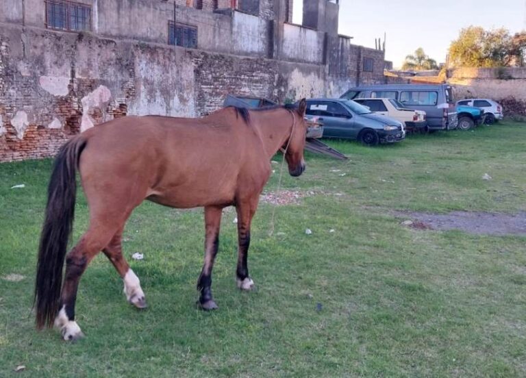 Secuestraron una yegua “temeraria y alocada”