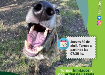 Otro jueves de castraciones gratuitas en Arrecifes