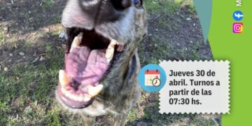 Otro jueves de castraciones gratuitas en Arrecifes