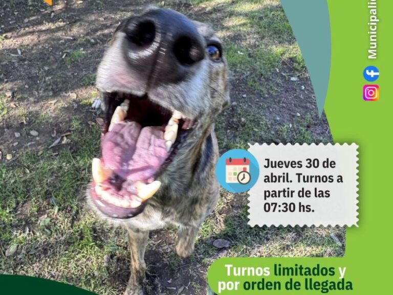 Otro jueves de castraciones gratuitas en Arrecifes