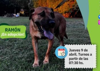 Siguen las castraciones gratuitas en Arrecifes