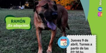 Siguen las castraciones gratuitas en Arrecifes