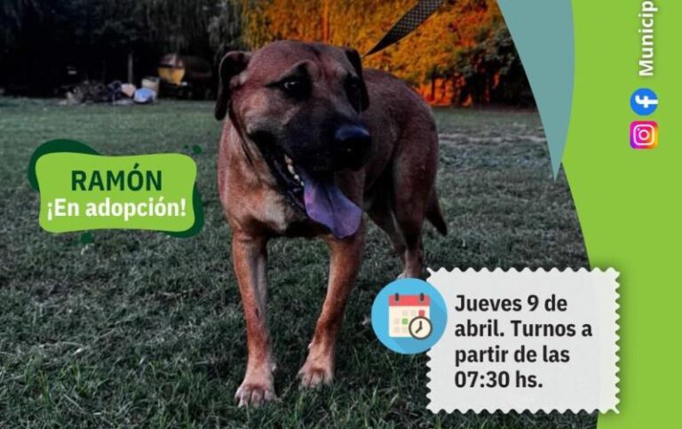 Siguen las castraciones gratuitas en Arrecifes