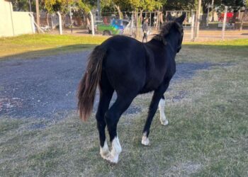 Secuestran un caballo suelto y lo alojan en el depósito de retenciones