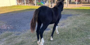 Secuestran un caballo suelto y lo alojan en el depósito de retenciones