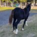 Secuestran un caballo suelto y lo alojan en el depósito de retenciones