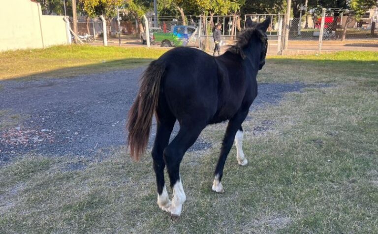 Secuestran un caballo suelto y lo alojan en el depósito de retenciones