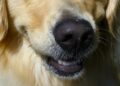Investigan a un hombre que le tiró humo en el hocico a un perro