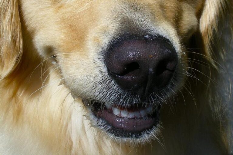 Investigan a un hombre que le tiró humo en el hocico a un perro