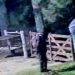 Difunden imágenes de un robo en una quinta