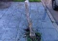 Secuestraron un auto que quedó tirado tras chocar con un árbol