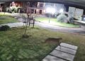 VIDEO. Alarma en Capitán Sarmiento por la aparición de un puma suelto