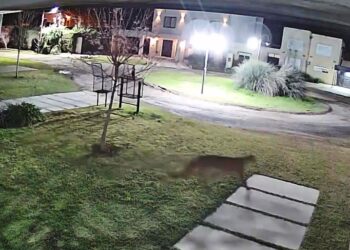 VIDEO. Alarma en Capitán Sarmiento por la aparición de un puma suelto
