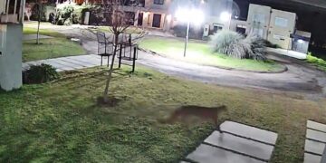 VIDEO. Alarma en Capitán Sarmiento por la aparición de un puma suelto