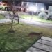 VIDEO. Alarma en Capitán Sarmiento por la aparición de un puma suelto