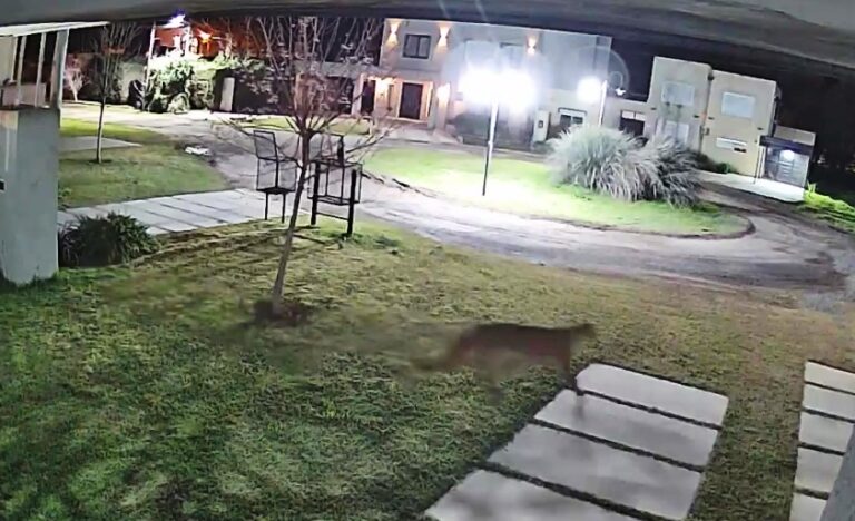 VIDEO. Alarma en Capitán Sarmiento por la aparición de un puma suelto
