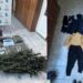 Esclarecen un robo agravado y secuestran marihuana en un allanamiento