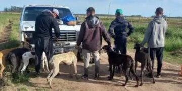 Infraccionan por caza ilegal a un grupo de galgueros en un campo de Arrecifes