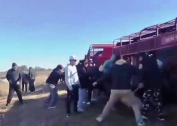 VIDEO. Volcó un camión con cerdos y un grupo de animales los faenaron