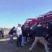 VIDEO. Volcó un camión con cerdos y un grupo de animales los faenaron