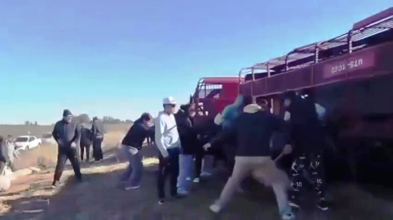 VIDEO. Volcó un camión con cerdos y un grupo de animales los faenaron