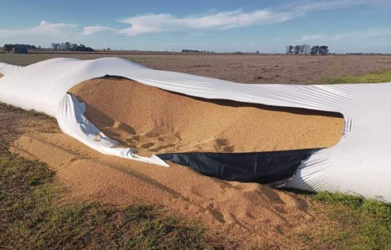El mileísmo avanza con el endurecimiento de penas por vandalismo rural