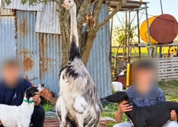Juez se negó a detener a los asesinos de un ñandú doméstico en La Violeta